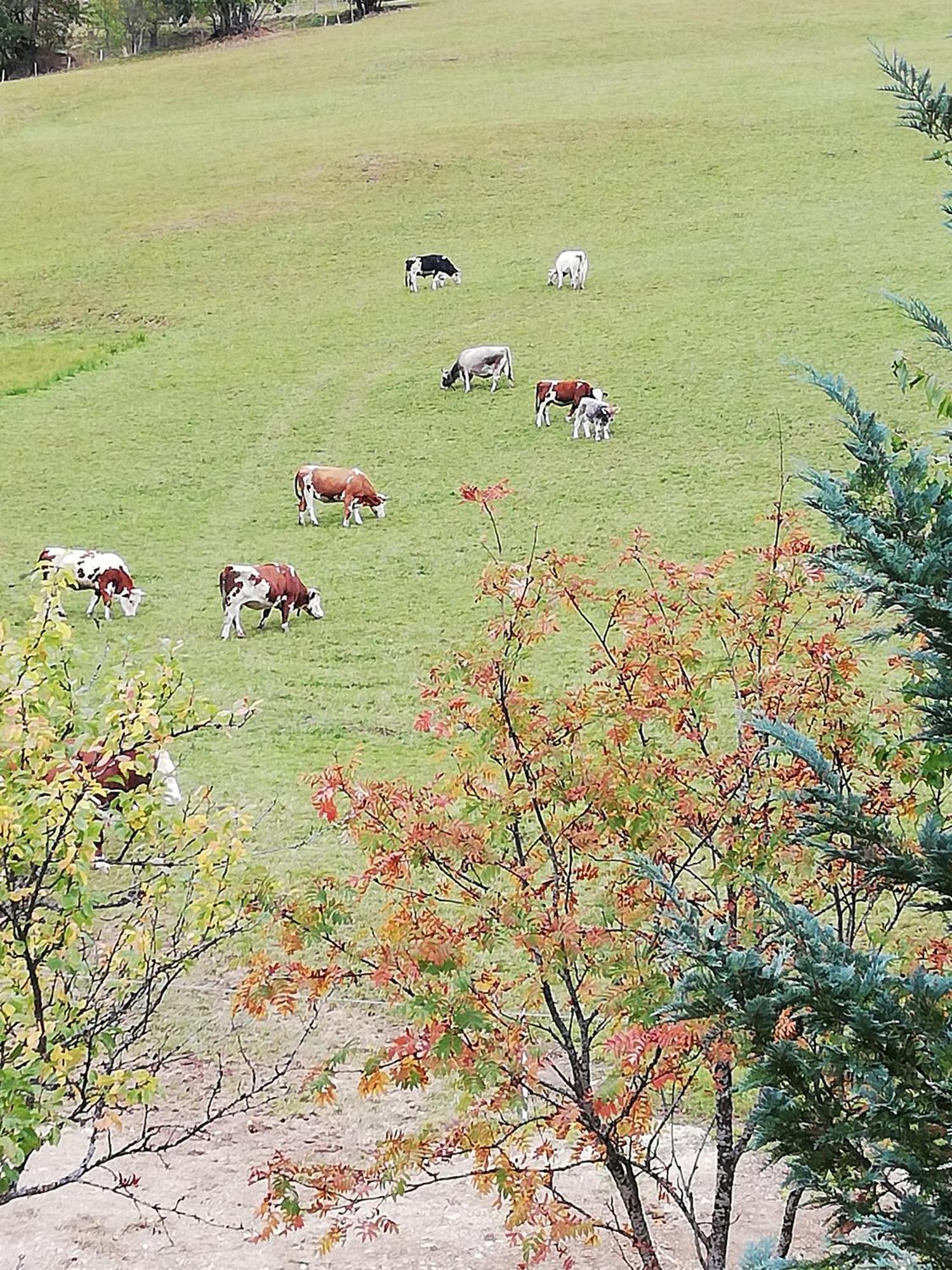 Mühlbach am Hochkönig Bauernhof Bachgutヴィラ エクステリア 写真